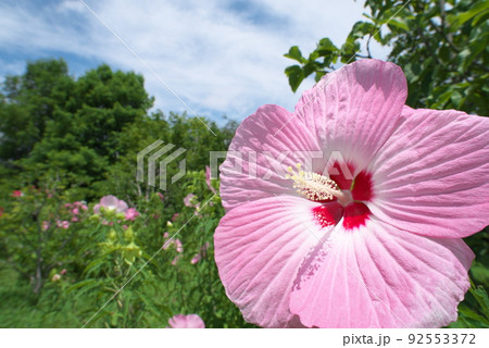 花菜ガーデンのタイタンビカスの桃色花イリス【緑背景】 花菜ガーデンのタイタンビカスの桃色花イリス【緑背景】 92553372
