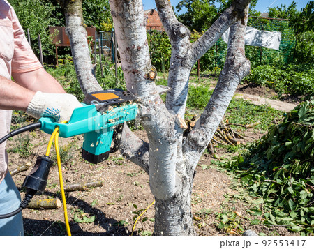 electric saw cuts trunk of tree in home garden 92553417