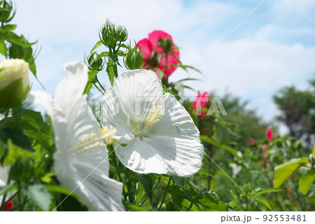 花菜ガーデンのタイタンビカスの白花エルフ【空背景】 花菜ガーデンのタイタンビカスの白花エルフ【空背景】 92553481