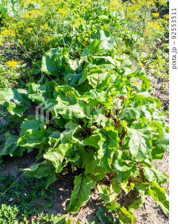 fresh foliage of chard beet plant at home garden 92553511