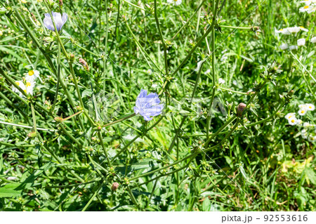 common chicory blue flower at green meadow 92553616