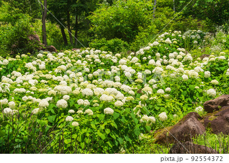 (長野県)富士見高原リゾート・白樺エリア アナベル咲くお花畑 (長野県)富士見高原リゾート・白樺エリア アナベル咲くお花畑 92554372