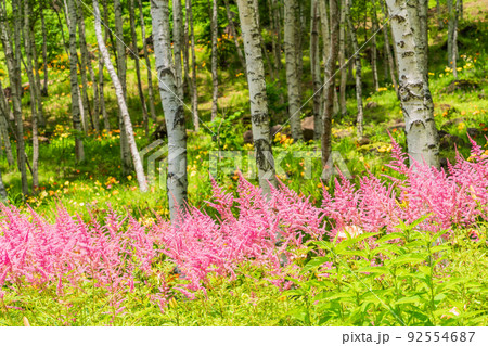 （長野県）富士見高原リゾート・白樺エリア　シモツケ咲くお花畑 92554687