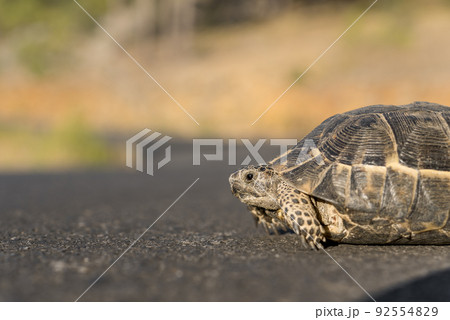 A small land turtle crosses the road. A small land turtle crosses the road. 92554829