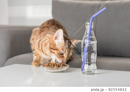 Bengal cat eats dry food on a coffee table. 92554832