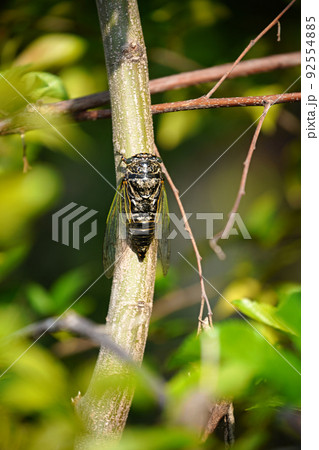 クマゼミ 92554885