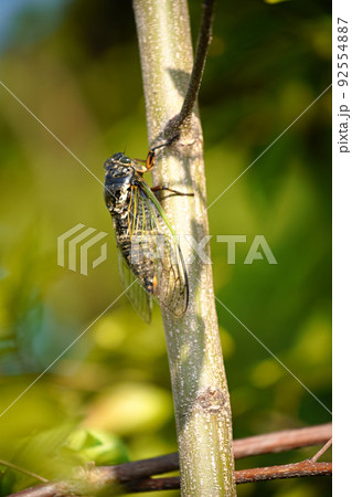 クマゼミ 92554887