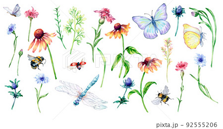 Set of meadow flowers, insects watercolor illustration isolated 92555206