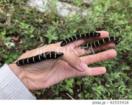 セスジスズメの幼虫 セスジスズメの幼虫 92555416