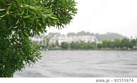 雨に濡れた木の葉　大雨イメージ 92555674