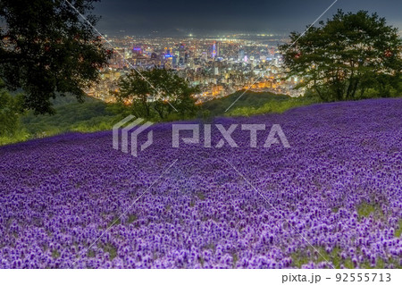 札幌　幌見峠　夜景　ラベンダー 92555713