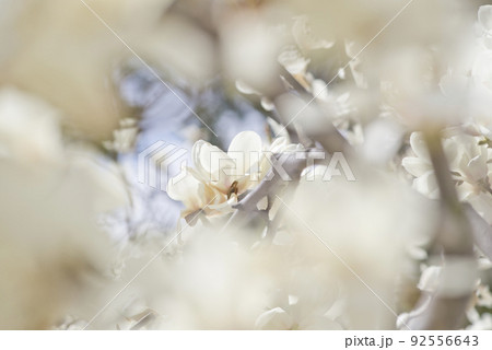 ハクモクレンの白い花が咲いています。学名はMagnolia denudataです。 92556643