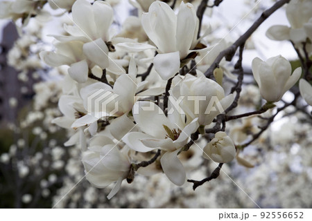 ハクモクレンの白い花が咲いています。学名はMagnolia denudataです。 92556652