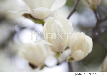 ハクモクレンの白い花が咲いています。学名はMagnolia denudataです。 ハクモクレンの白い花が咲いています。学名はMagnolia denudataです。 92556657