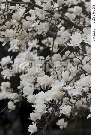 ハクモクレンの白い花が咲いています。学名はMagnolia denudataです。 92556658