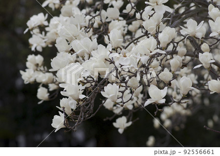 ハクモクレンの白い花が咲いています。学名はMagnolia denudataです。 92556661