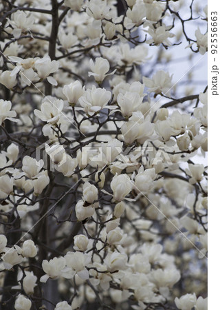 ハクモクレンの白い花が咲いています。学名はMagnolia denudataです。 ハクモクレンの白い花が咲いています。学名はMagnolia denudataです。 92556663