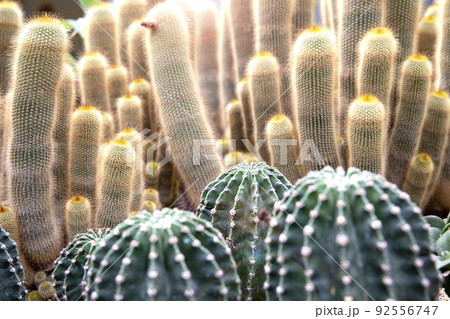 背景 自然 ガーデン 92556747