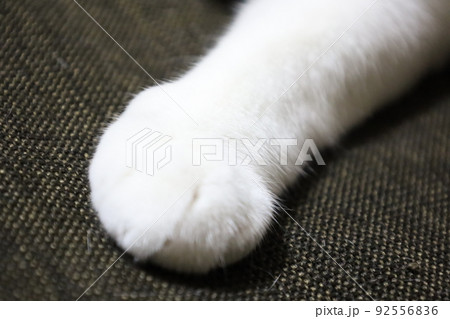 猫の手 クリームパンの写真素材 [92556836] - PIXTA