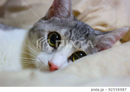 甘えん坊な猫 甘えん坊な猫 92556987