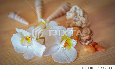 large white orchid flowers on a brown background 92557014
