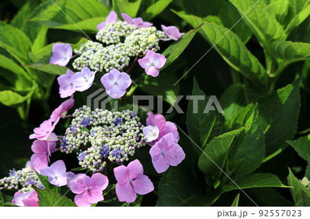 ガクアジサイ 92557023