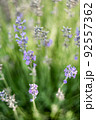 Atmospheric background with natural lavender flower details 92557362
