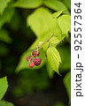 Bunch of ripe raspberries in garden with copy space 92557364