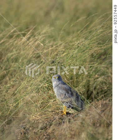 Montagu harrier male or Circus pygargus bird ground perched with eye contact in natural green grass or meadow during winter migration at tal chhapar sanctuary churu rajasthan india asia 92557449