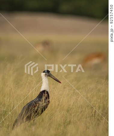 woolly necked stork or whitenecked stork bird closup or portrait in natural scenic grassland of tal chhapar sanctuary rajasthan india asia - Ciconia episcopus 92557450