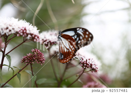 花 フラワー お花 92557481