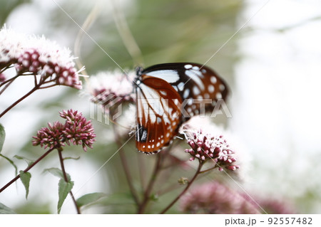 花 フラワー お花 92557482