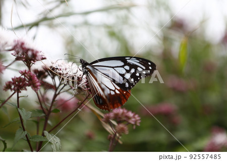 花 フラワー お花 92557485