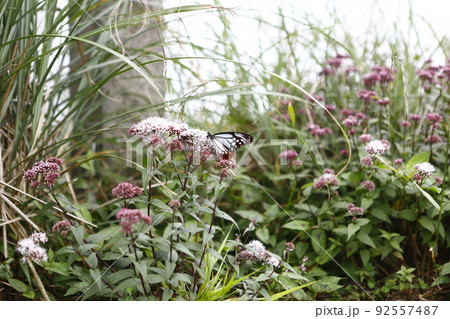 花 フラワー お花 92557487