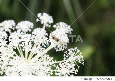 花 フラワー お花 92557504