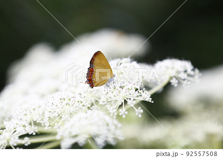 花 フラワー お花 92557508