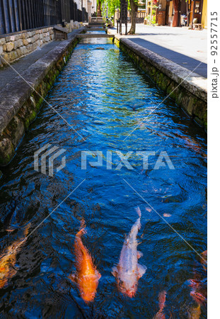 飛騨古川　鯉が泳ぐ瀬戸川　縦構図 92557715