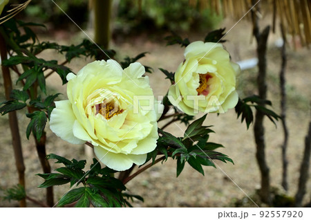當麻寺奥院の寒牡丹の花 92557920