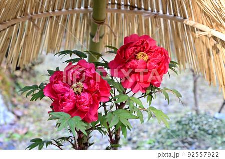 當麻寺奥院の寒牡丹の花 92557922