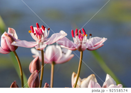 Butomus umbellatus, Flowering Rush. Wild plant shot in summer 92558574