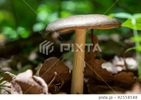 Small mushroom Psathyrella spadiceogrisea in the dry autumn forest 92558588