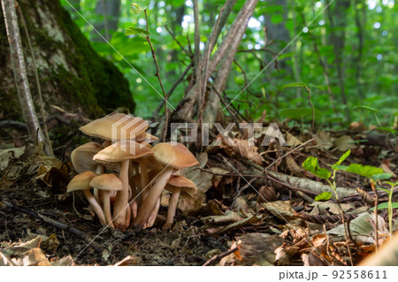 Small mushroom Psathyrella spadiceogrisea in the dry autumn forest 92558611
