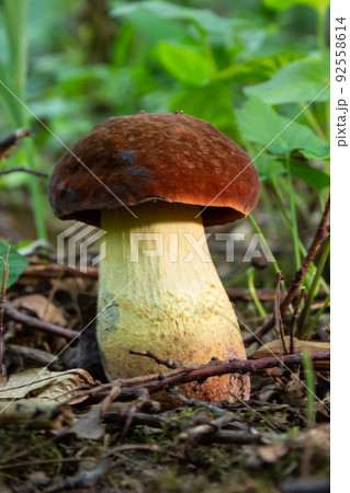 example of bay bolete - Imleria badia, syn. example of bay bolete - Imleria badia, syn. 92558614