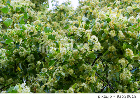 Linden flowers on a tree. Close-up of linden blossom. Blooming linden tree in the summer forest 92558618