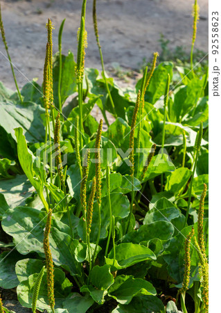Plantain flowering plant with green leaf. Plantago major leaves and flowers, broadleaf plantain, white man's foot or greater plantain 92558623