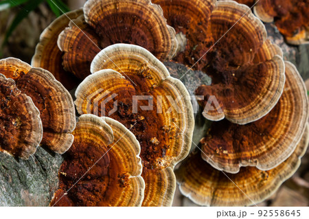 Anise mazegill, a brown rot fungus, Gloeophyllum odoratum 92558645