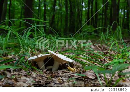Lactarius vellereus or Lactarius piperatus is large white gilled and edible mushroom with a flat cap common in Europe and America 92558649