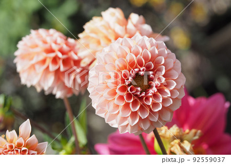 ダリア(Dahlia) ダリア(Dahlia) 92559037