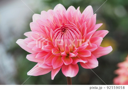 ダリア(Dahlia) 92559058