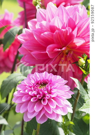 ダリア(Dahlia) 92559087